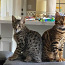Бенгальские котята (фото #1)