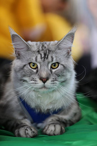 Kasvatatud Maine Coon kassid (2 foto / 8)