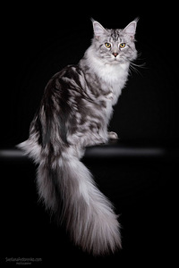 Kasvatatud Maine Coon kassid (3 foto / 8)