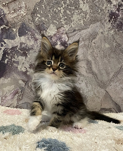 Maine coon kassipojad (6 foto / 10)