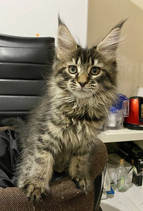 Maine coon kassipojad (7 foto / 10)