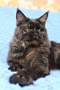 Maine Coon kass (1 foto / 5)