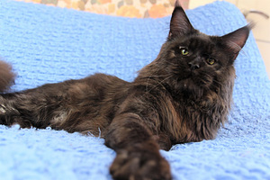 Maine Coon kass (2 foto / 5)