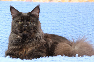 Maine Coon kass (3 foto / 5)