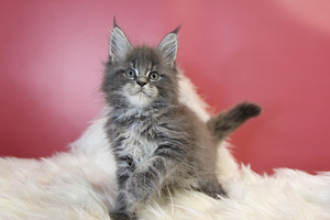 Котята породы мейн кун (2 foto / 10)