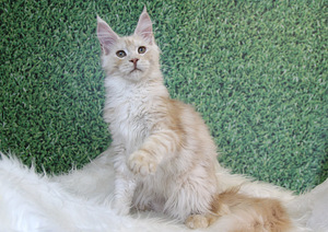 Котята породы мейн кун (9 foto / 10)