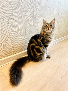 Котята породы мейн кун (10 foto / 10)