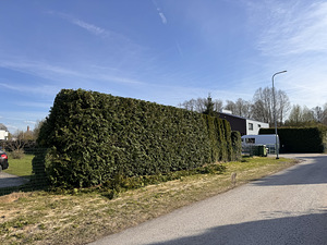 Heki pügamine (1 foto / 9)