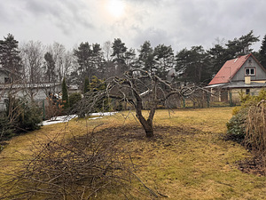 Стрижка яблонь (5 фото из 9)