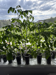 Paprika ja tomati taimed 500 ml plastiktopsis (1 foto / 2)