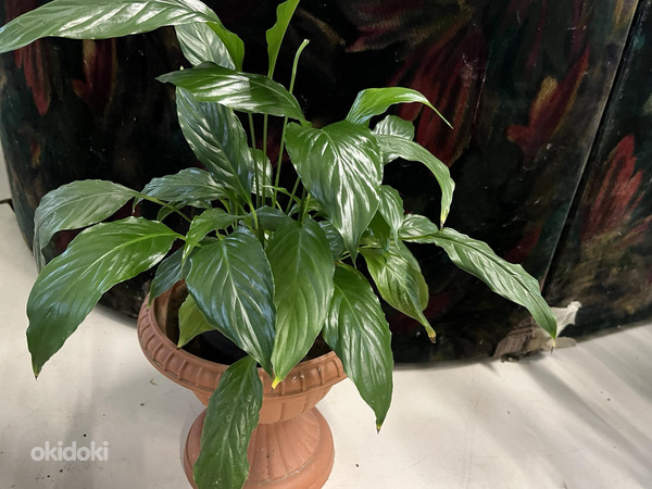 Spathiphyllum