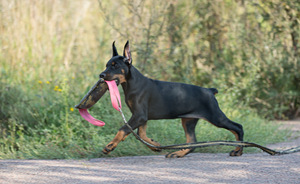 Dobermann female (1 foto / 10)