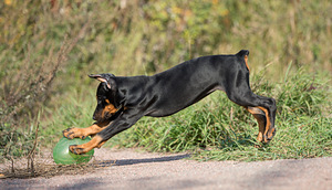 Dobermann female (4 foto / 10)
