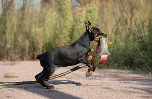Dobermann female (8 foto / 10)