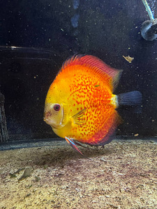 Discus (1 foto / 3)