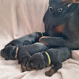 Dobermans (2 foto no 6)