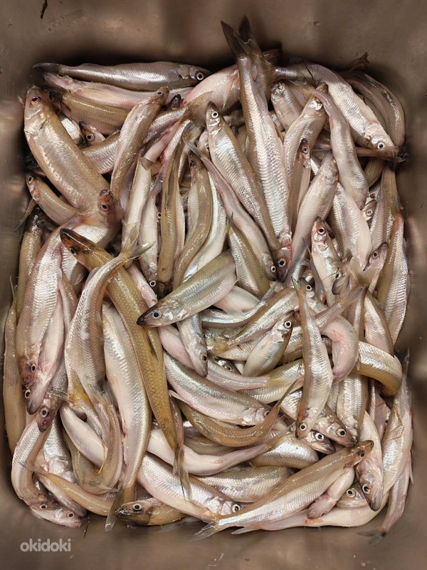 Корюшка - Tallinn, Продукты и напитки – okidoki