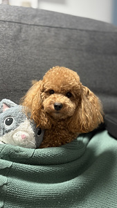 Toy puudel tüdruk (5 foto / 6)