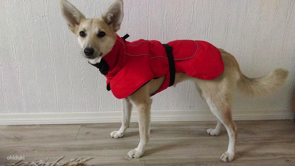 Пальто для собаки / Mantel koerale (фото #3)