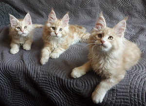 Maine Coon (1 foto / 5)