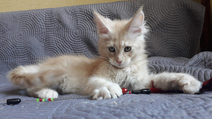 Maine Coon (2 foto / 5)