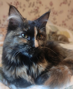 Котята мейн кун (3 фото из 10)