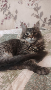 Котята мейн кун (6 фото из 10)