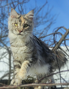 Котята мейн кун (2 фото из 10)
