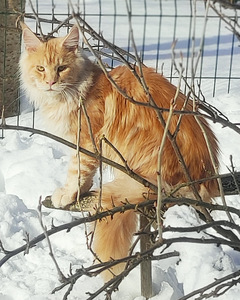 Котята мейн кун (7 фото из 10)