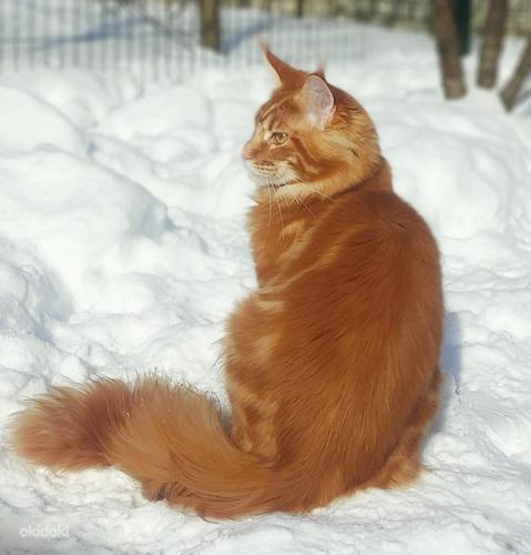 Maine Coon (foto #2)