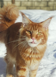 Maine Coon (5 фото из 10)