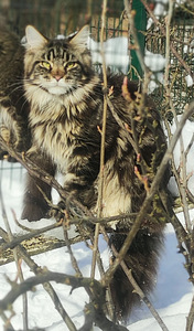 Maine Coon (9 фото из 10)