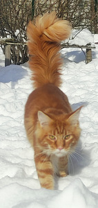 Maine Coon (7 фото из 10)