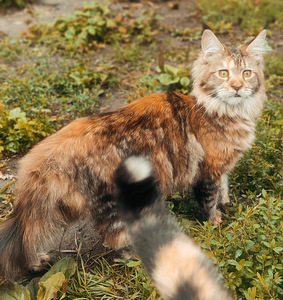 Котята мейн кун (5 фото из 10)