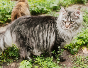 Котята мейн кун (6 фото из 10)
