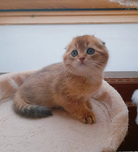 Scottish fold kassipojad (1 foto / 6)