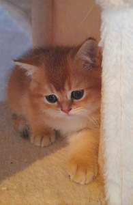 Scottish fold kassipojad (5 foto / 6)
