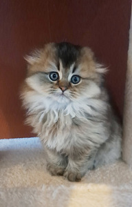 Scottish Fold WCF (1 foto / 4)