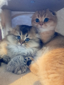 Scottish Fold WCF (4 foto / 4)
