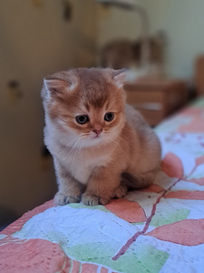 Scottish fold kuldsed kassipojad (2 foto / 4)