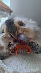 Scottish fold highland kassipoeg WCF (4 foto / 6)