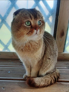 Кот на вязку (3 фото из 3)