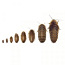 Dubia, Kilke, Zophobase, Мучные черви - живые и замороженные (фото #2)
