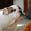 Inglise buldogi kutsikas / English bulldog puppy (foto #1)