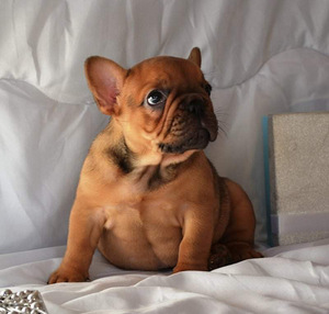 Franču buldogs krāšņa alimentu meitene, labākā no p (2 foto no 4)