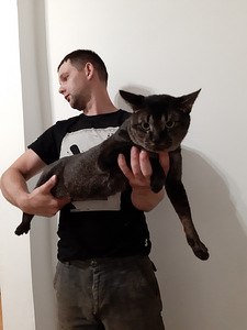Čauzi SBT kaķis (4 foto no 4)