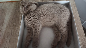 Scottish fold isane kassipoeg (2 foto / 6)