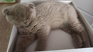 Scottish fold isane kassipoeg (3 foto / 6)