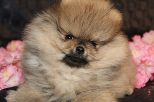 Nukulik pomeranian spitz koer paaritamiseks (3 foto / 4)