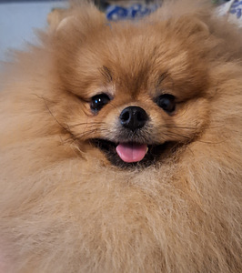 Pomeranian spitz paaritamiseks